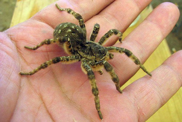 Павуки виступають у ролі санітарів Павуки виступають у ролі санітарів