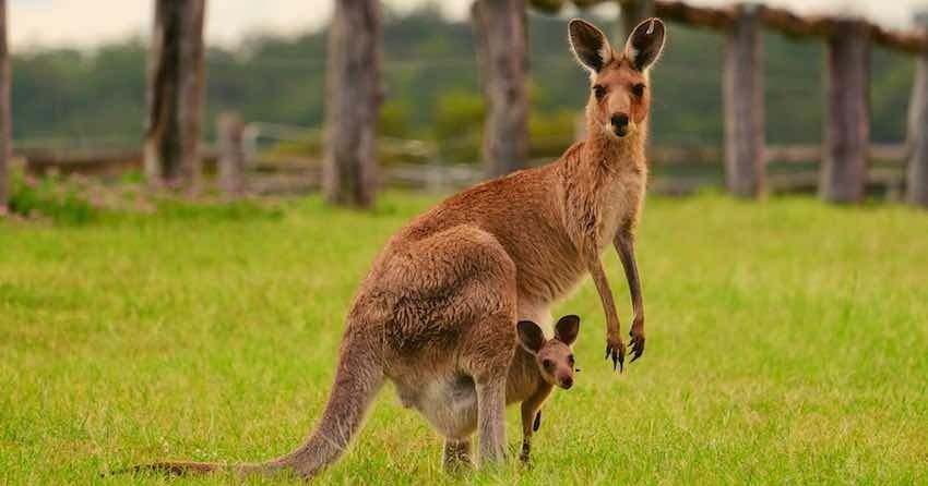 Кенгуру нуждаются в защите Какой сегодня, 24 октября, праздник: Международный день ООН и дипломатов 2