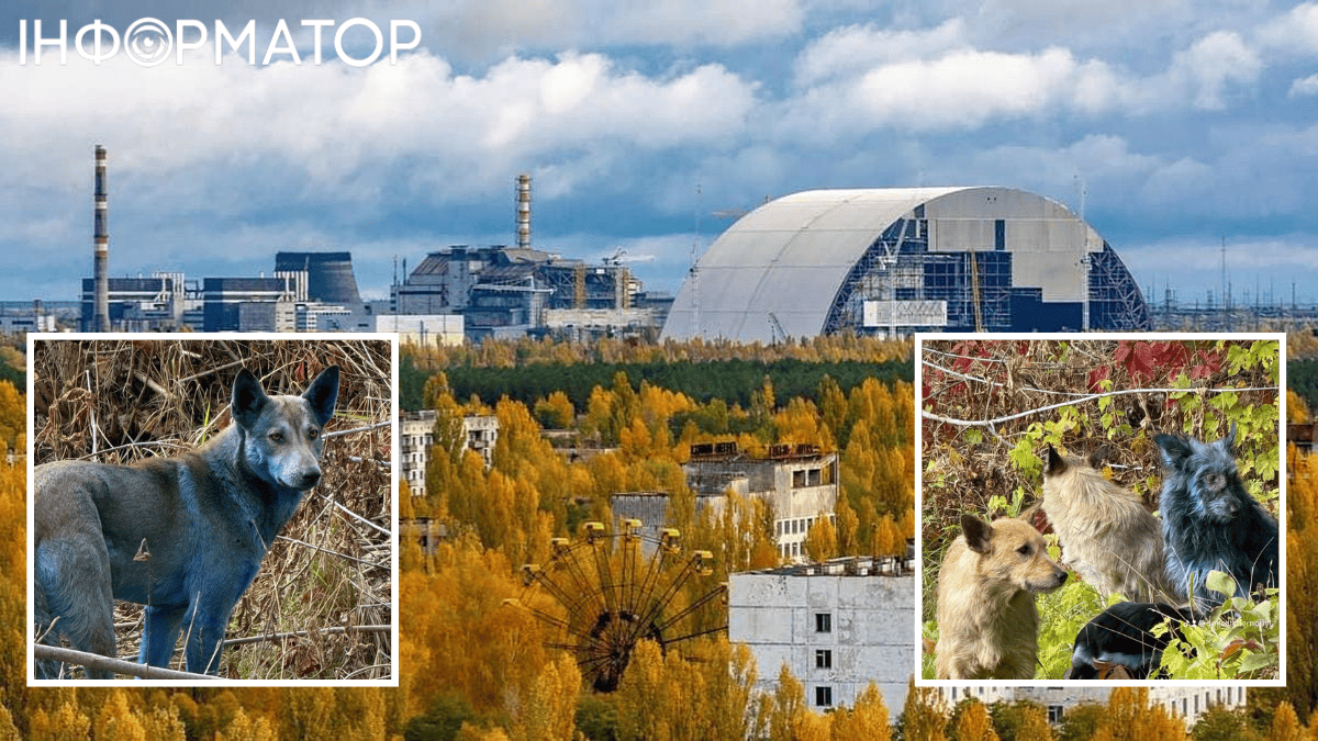 В Чернобыле посинели собаки: они обманули волонтеров, но прикол в другом