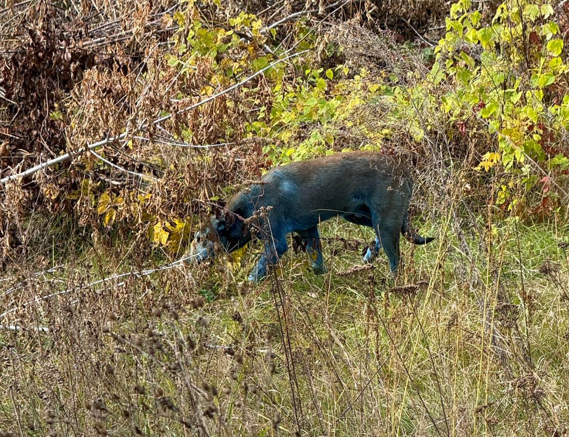Сині собаки бродять поблизу Чорнобиля