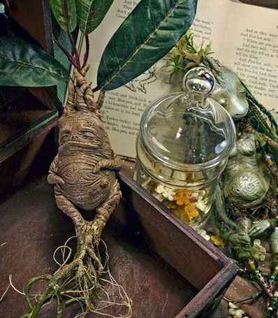 Відьомські рослини оповиті міфами Відьомські рослини оповиті міфами