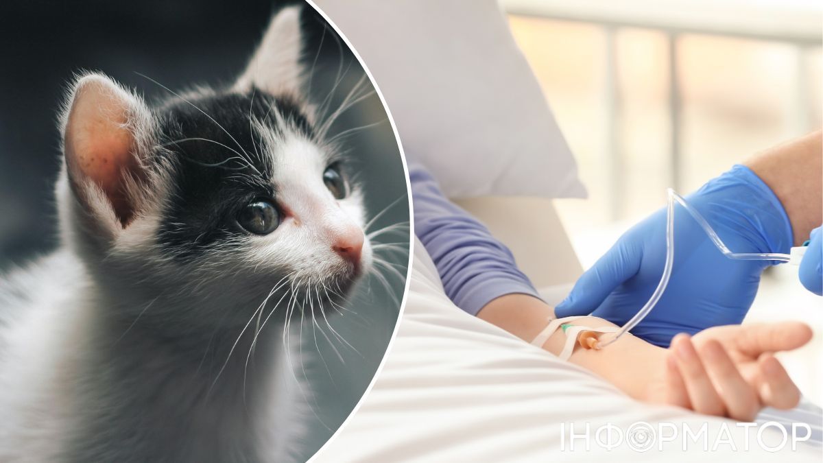 У Львові жінка загинула від сказу, на цвинтарі її вкусило бездомне кошеня