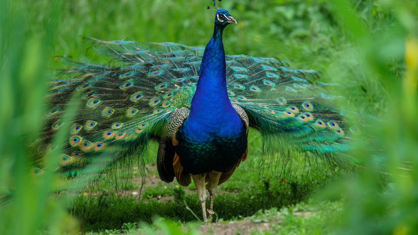 Павичі є символом краси та воскресіння Яке сьогодні, 15 листопада, свято: Початок Різдвяного посту та музичної терапії 3