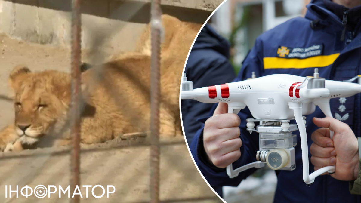 В Хмельницком из реабилитационного центра сбежали два льва: поиски продолжаются в городе