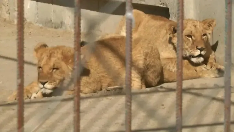 У Хмельницького з реабілітаційного центру втекли два леви: пошуки тривають у місті 1