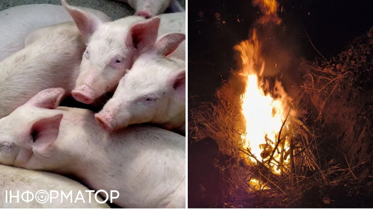 На Тернопільщині в диких кабанів виявили африканську чуму — вірус вкрай небезпечний для тварин та економіки