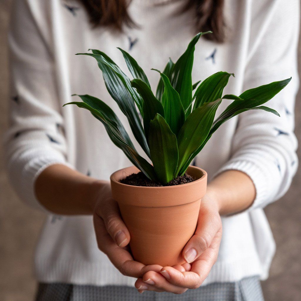 Користь від цього лайфхаку тимчасова Бананова шкірка для кімнатних рослин – корисний лайфхак чи черговий міф 1