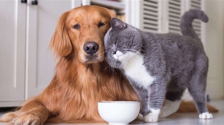 Животных нужно любить и заботиться о них Какой сегодня, 30 ноября, праздник: День радиотехнических войск ВСУ, Библии и секса 4