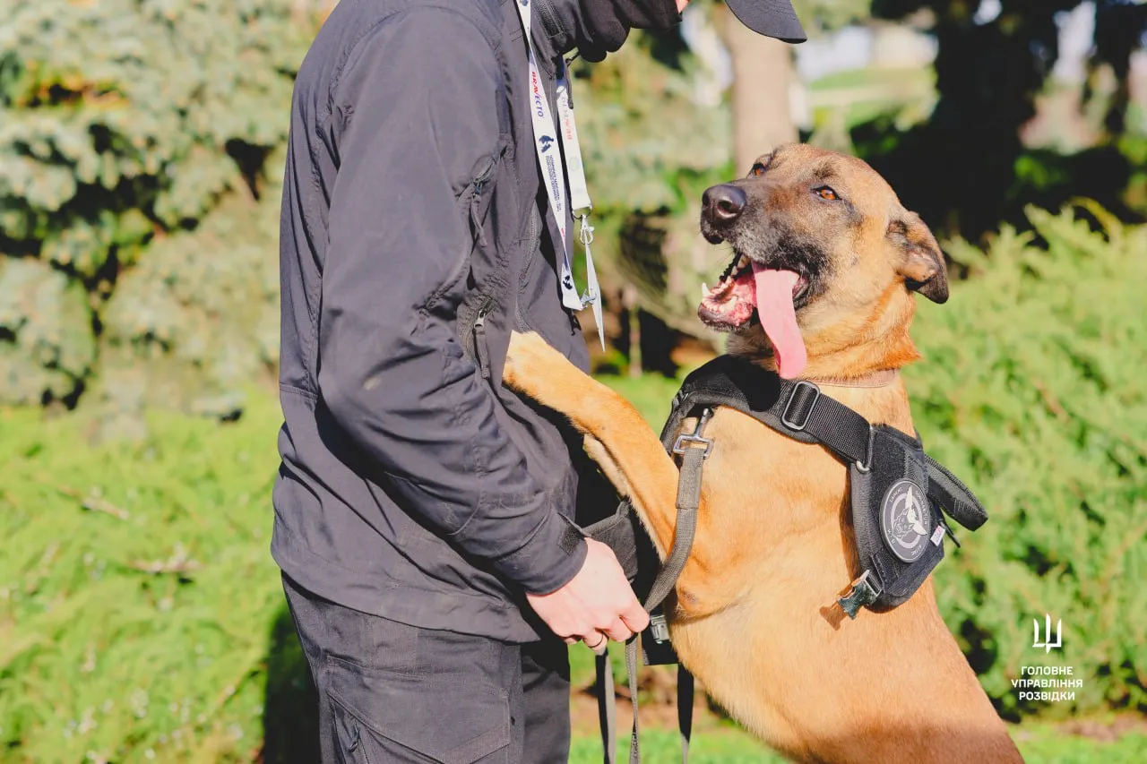 Кто бросил Зигу: у Буданова рассказали невероятные истории собак, работающих в ГУР 3