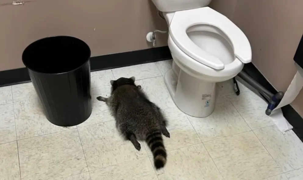 Енот кроме похмелья больше не выявил никаких проблем со здоровьем