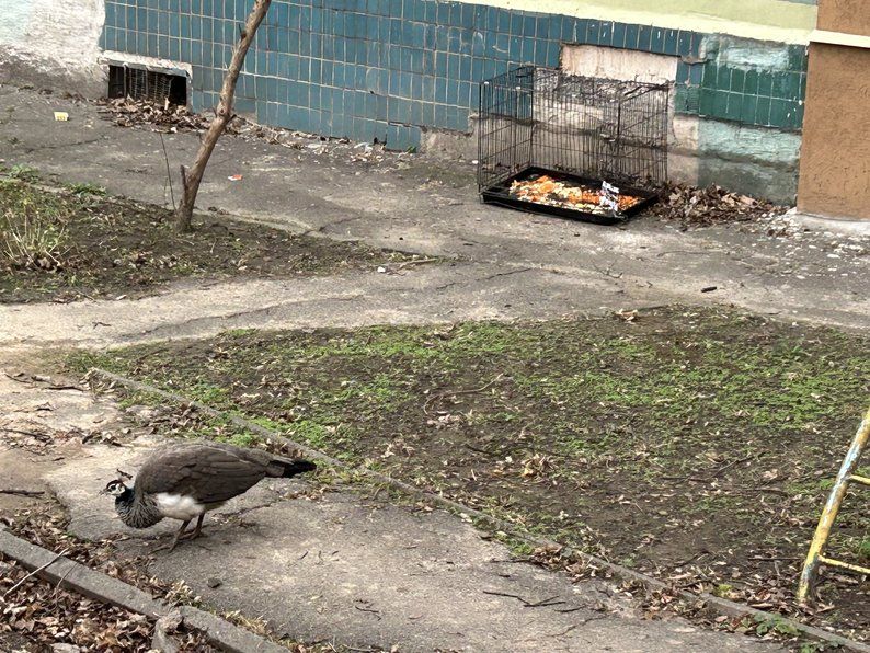 Эвакуированная самка павлина сбежала от военных и поселилась на дереве в центре Днепра - требует зерна и моркови.