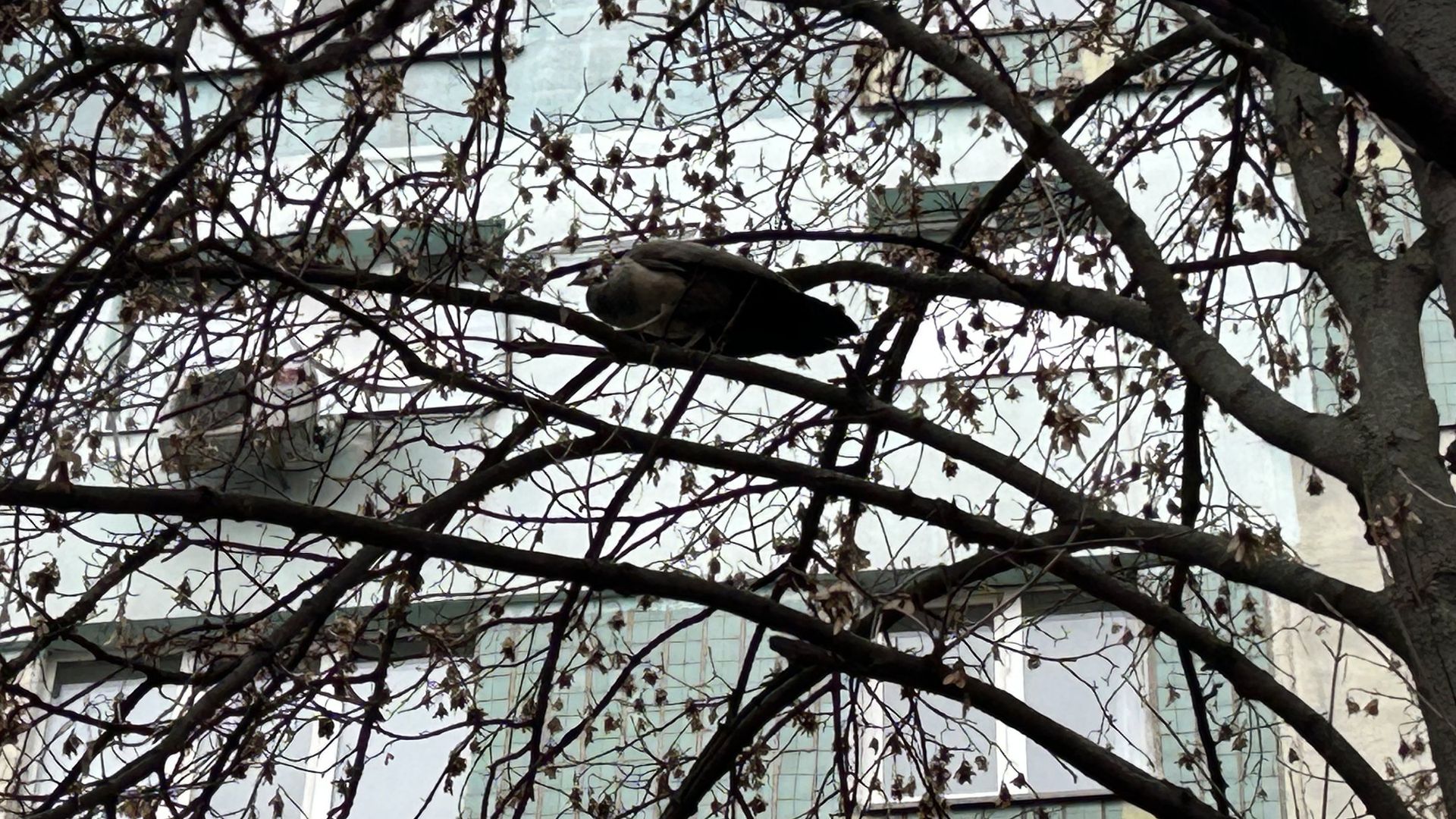 Эвакуированная самка павлина сбежала от военных и поселилась на дереве в центре Днепра - требует зерна и моркови.