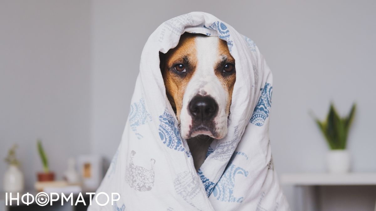 Вимикати опалення, коли вдома нікого немає - погана ідея, ви витратите більше, ніж зекономите