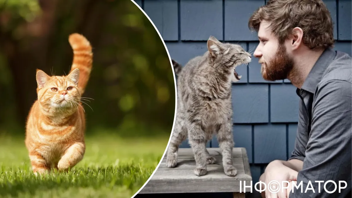 Дискримінація за статевою ознакою: чому кицьки частіше липнуть до чоловіків