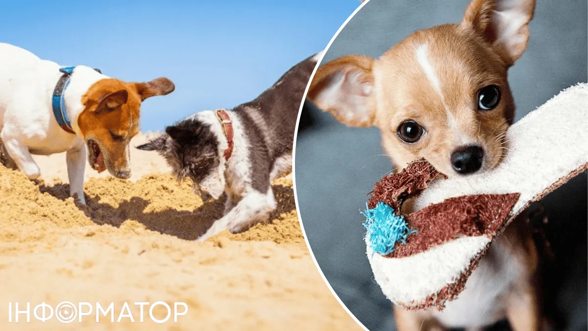 Забрала и спрятала: теперь понятно, откуда у современных собак натуральная паранойя