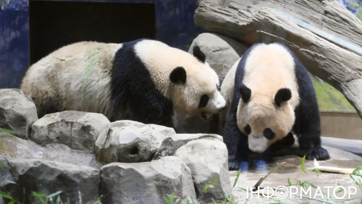 Китай забирає панд із Японії: Токіо вперше за 50 років залишиться без символу дружби