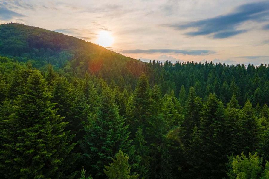 У святковий сезон вічнозелені рослини стають джерелом радості та атрибутом свята Яке сьогодні, 19 грудня, свято: День адвокатури України та допомоги бідним 3