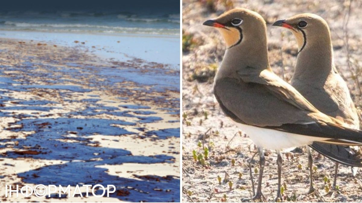 Узбережжя Одеси