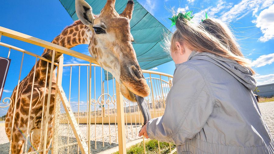 Какой сегодня, 27 декабря, праздник: День вырезания снежинок и фруктового кекса 5