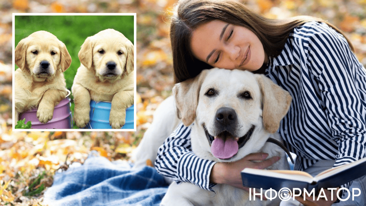 Правило один к семи оказалось ошибкой: как пересчитать собачий возраст в человеческий