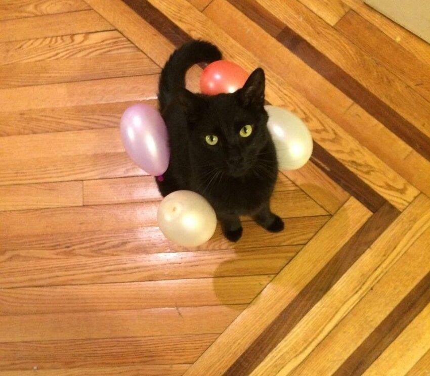 Удари відбуваються неочікувано і не залежать ні від вас, ні від кішки