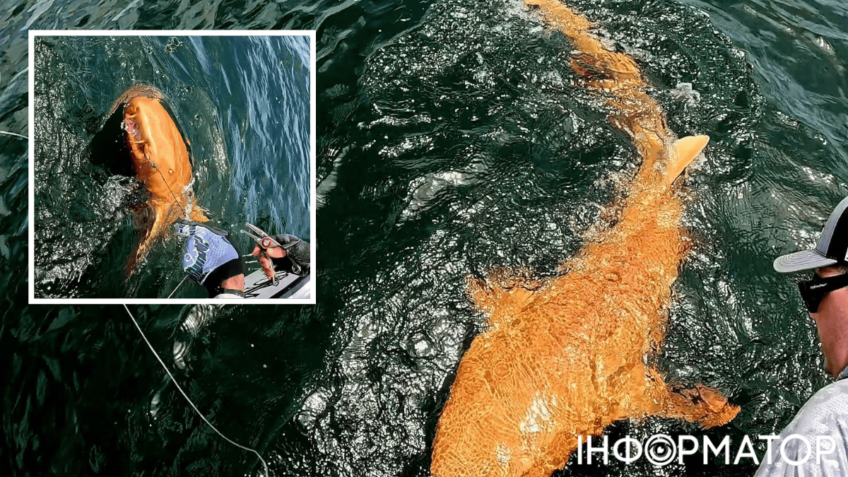 Рибалки спіймали реальну золоту рибку, але вона така страшна, що її відпустили - фото