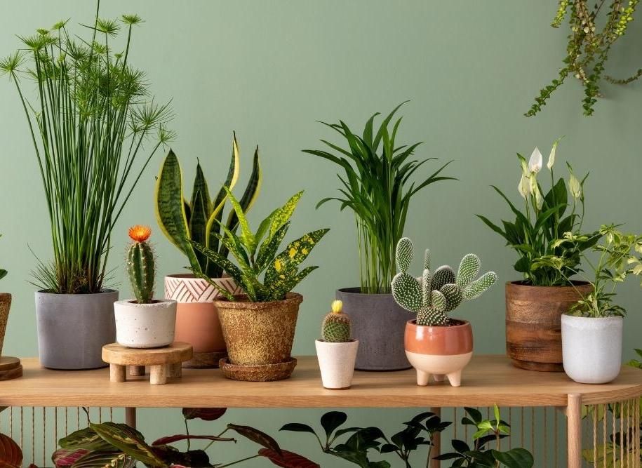 Рослини приносять красу і користь в наше життя Яке сьогодні, 10 січня, свято: Всесвітній день метро та своєрідних людей 3