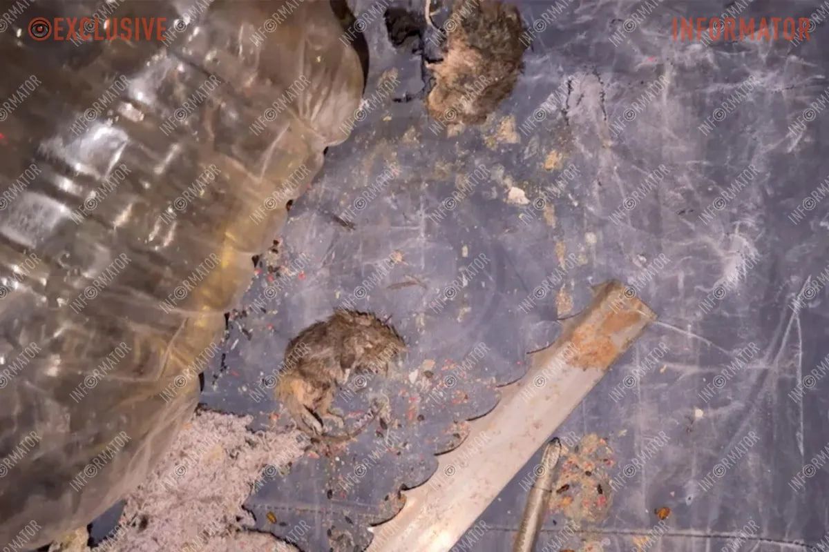 Миші у посилках Укрпошти Миші у посилках Укрпошти