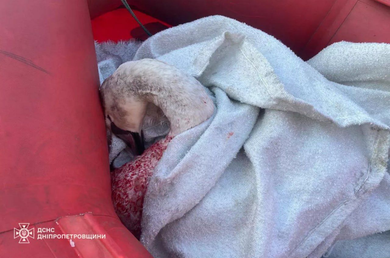 Придніпровʼя у полоні зимової негоди: надзвичайники розповіли проникливу історію про лебедя в крижаній пастці 1