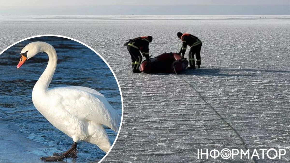 Придніпровʼя у полоні зимової негоди: надзвичайники розповіли проникливу історію про лебедя в крижаній пастці