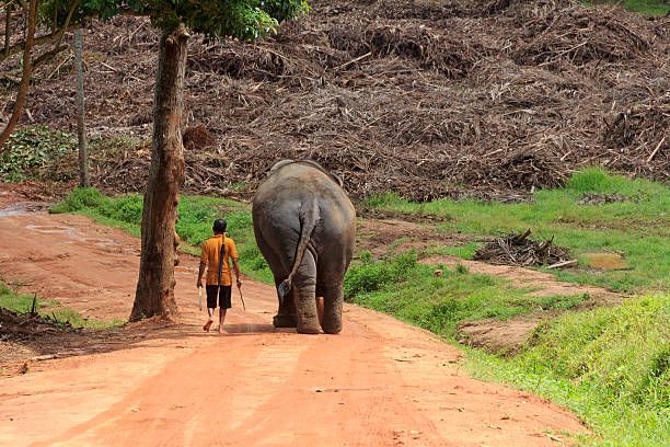 Люди подошли слишком близко к коридорам слонов. Люди подошли слишком близко к коридорам слонов.