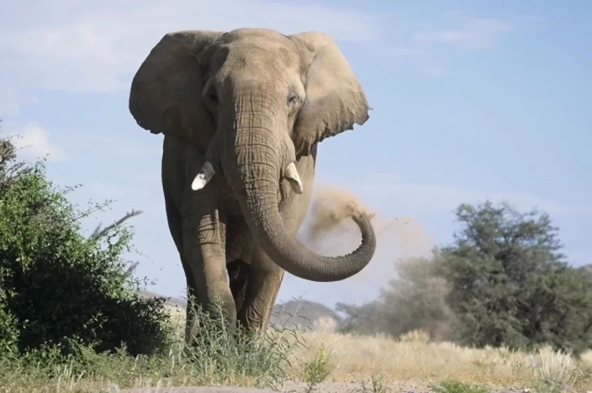 Агрессия может быть спровоцирована Агрессия может быть спровоцирована