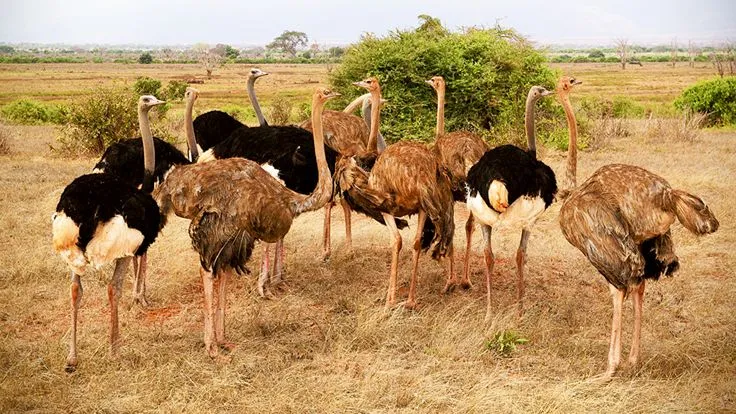 Страуси є унікальною частиною природи нашої планети Яке сьогодні, 2 лютого, свято: Стрітення Господнє та День бабака 3