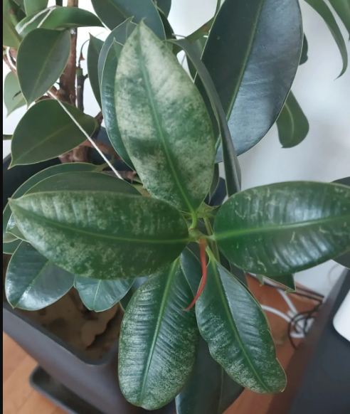 Пятна на листьях не всегда об ожогах