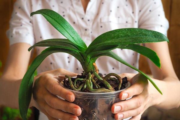 Метод с кубиками льда очень рискован