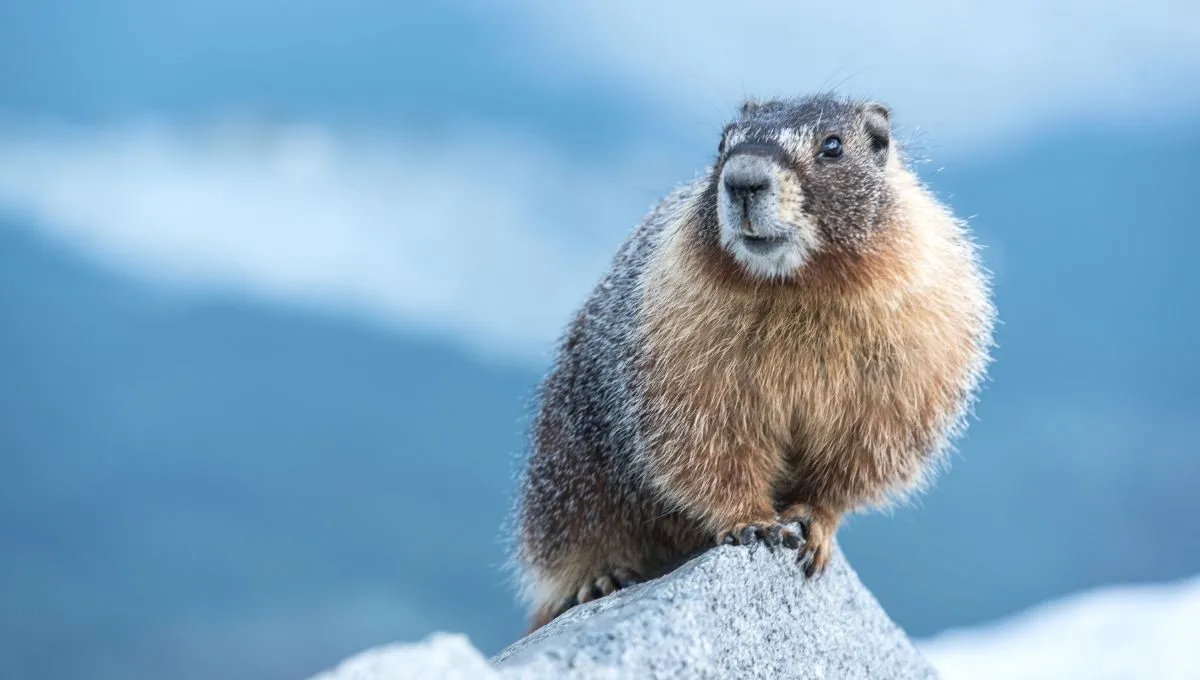 Бабак вгадує тільки у 39% випадках