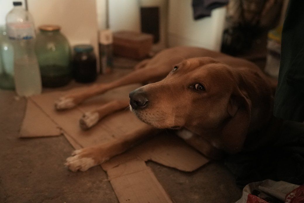 Володимир мріє сходити на полювання у мирній країні