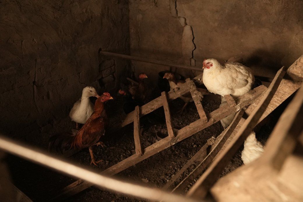 Володимир тримає невеличке хазяйство