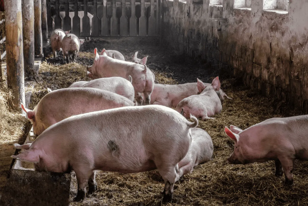 Животных перевозили дроном на бойню