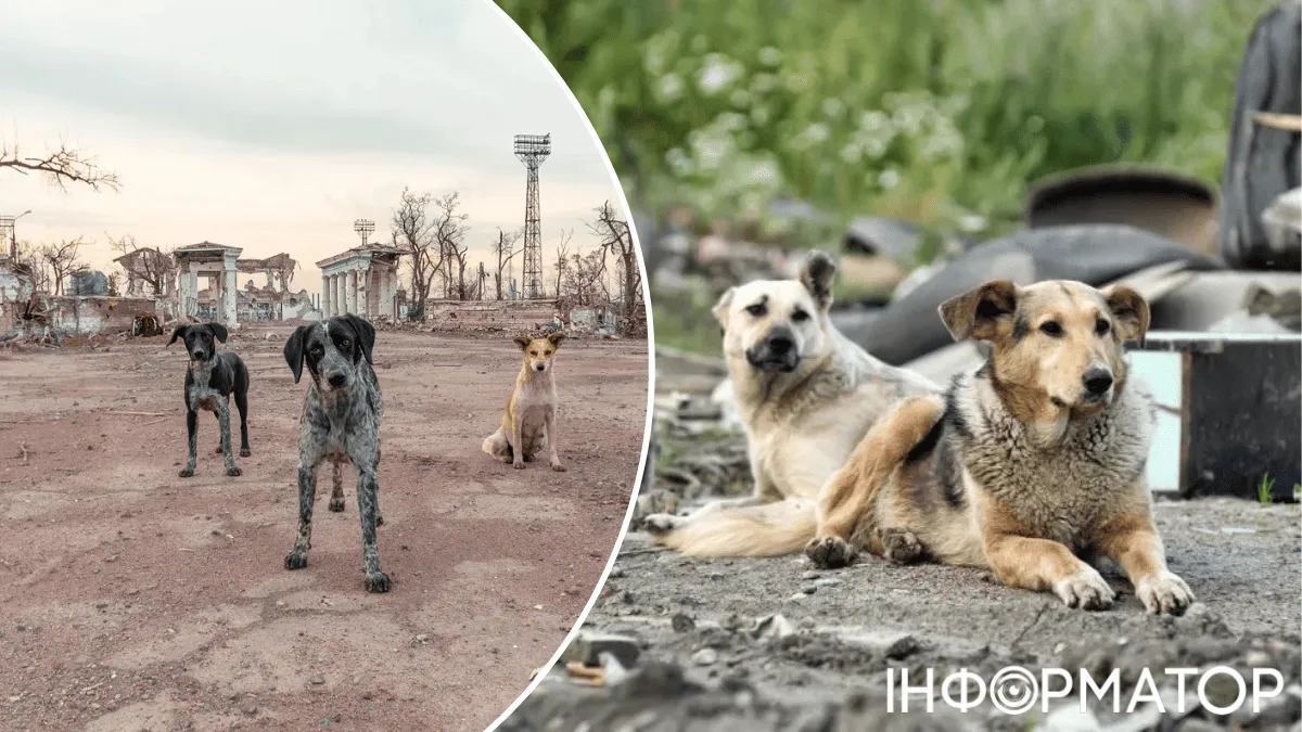 Красивые и старые исчезли: война в Украине запустила эволюцию бродячих собак