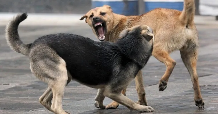Домашние собаки превращаются в диких животных