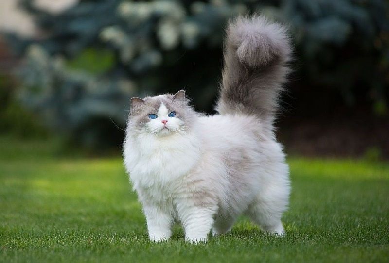 Коти позитивно впливають на людей, покращуючи їхній емоційний стан, зменшуючи стрес та знижуючи ризик серцевих захворювань Яке сьогодні, 17 лютого, свято: Китайський новий рік, День кота та капусти 2