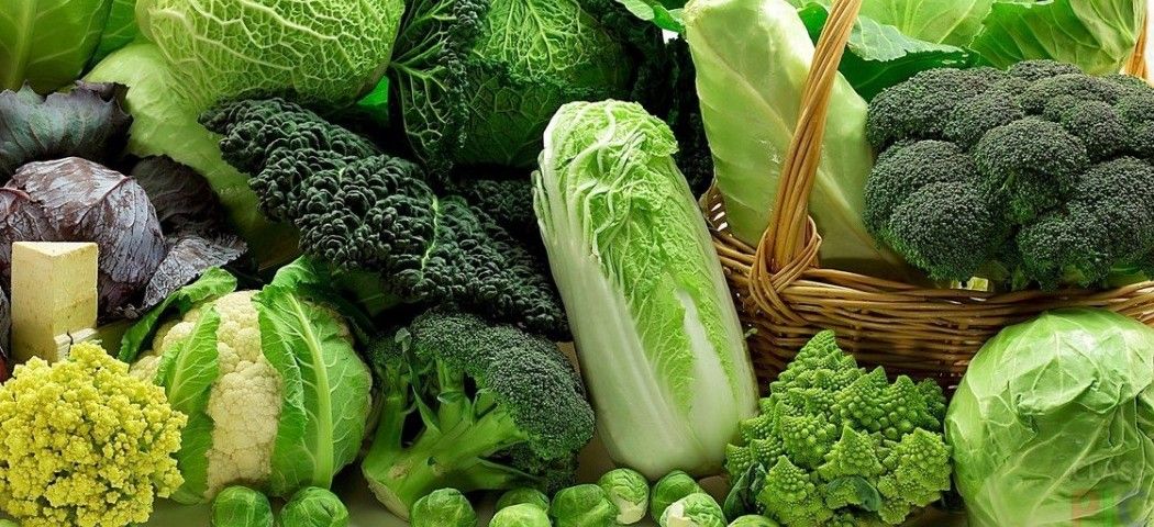 найпопулярнішою є зелена білокачанна капуста Яке сьогодні, 17 лютого, свято: Китайський новий рік, День кота та капусти 4