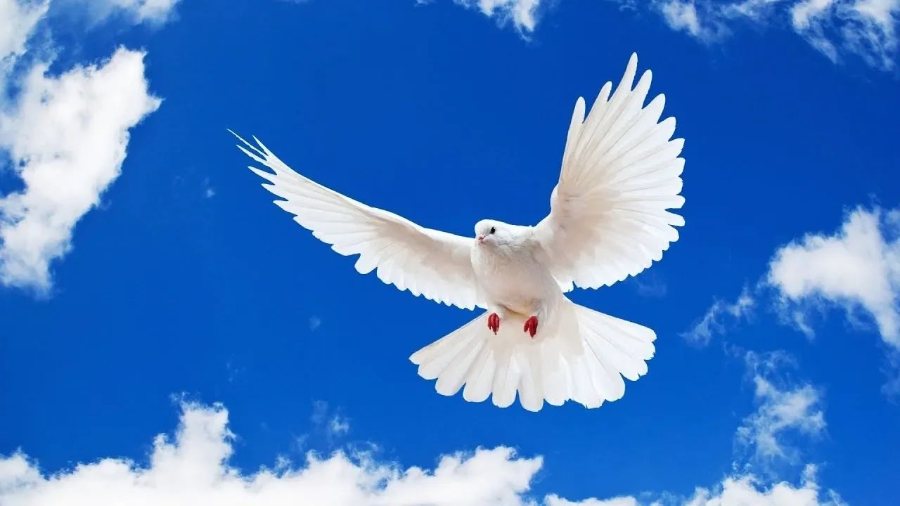 Яке сьогодні, 23 лютого, свято: День дизельного двигуна, гри в теніс та печива для собак 2