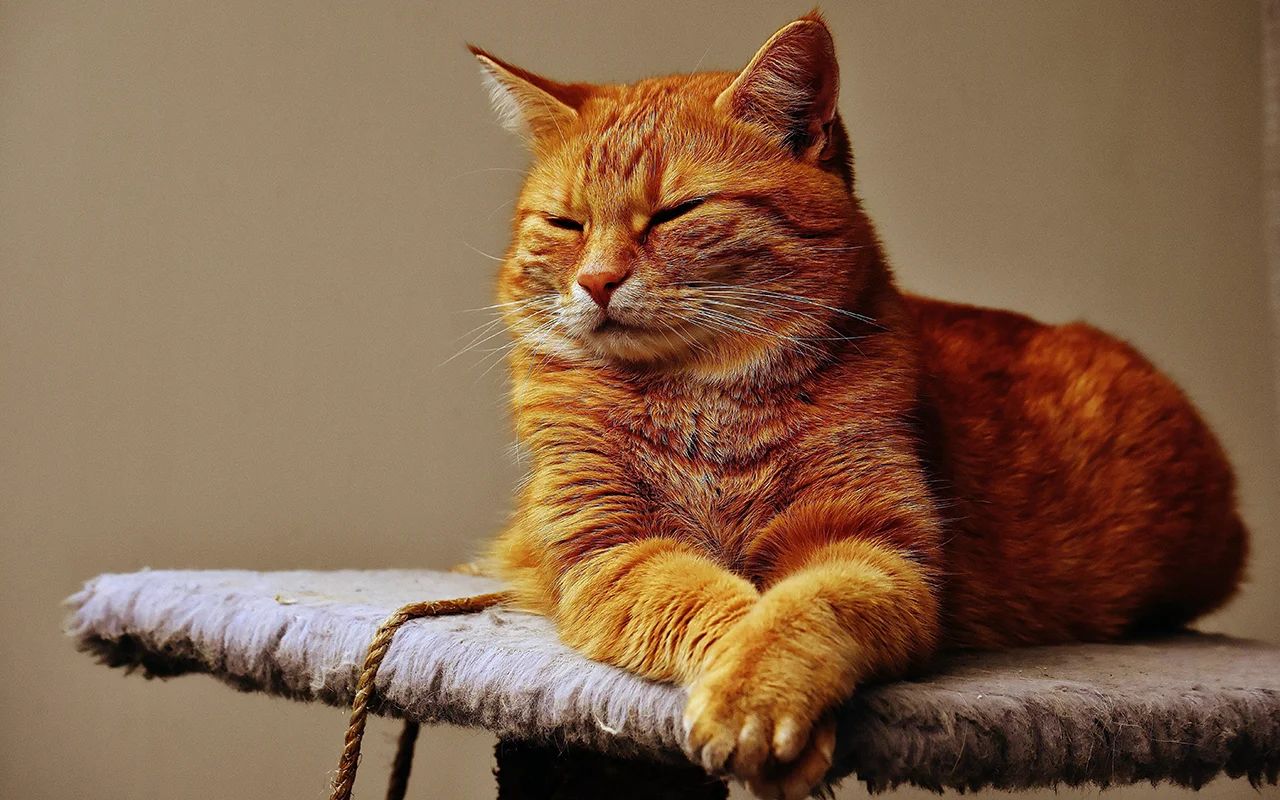 Яке сьогодні, 2 березня, свято: Всесвітній день тенісу та порятунку котів 5