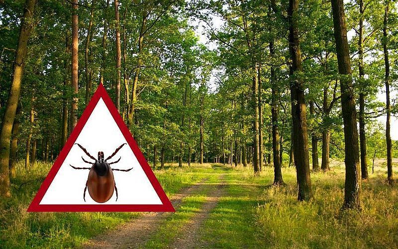 Обережно кліщі: захистіть улюбленця вже зараз