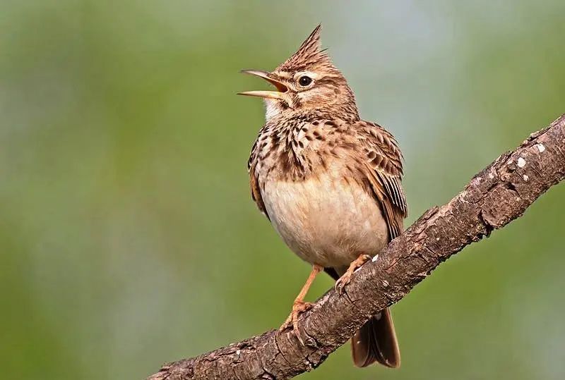 Сьогодні цей день також асоціюється з екологічними ініціативами Яке сьогодні, 17 березня, свято: День мобілізаційного працівника та Святого Патрика 5