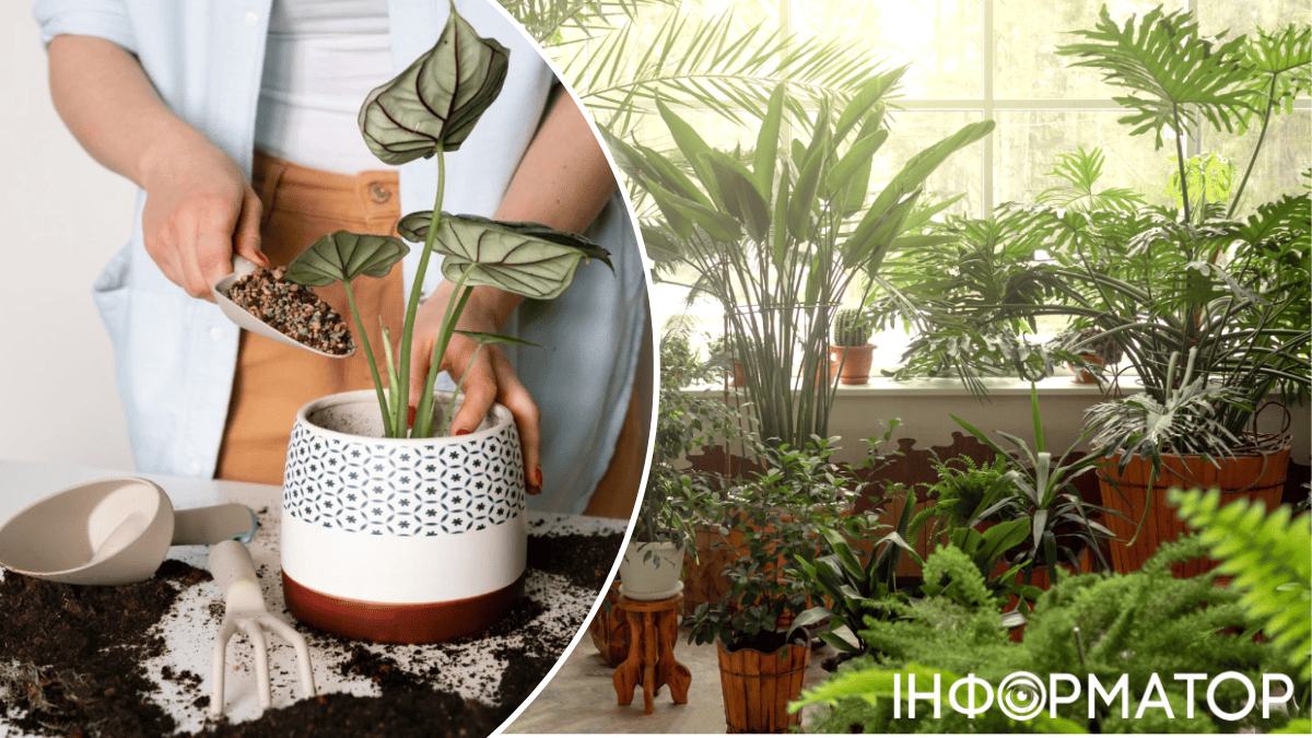 Переворот в мире комнатных растений – теперь их сажать надо совсем иначе