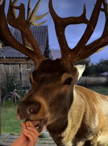 олень Борис