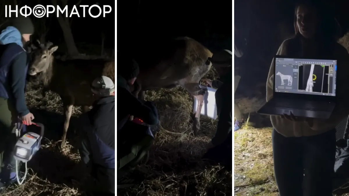 Рентген ноги оленя Бориса